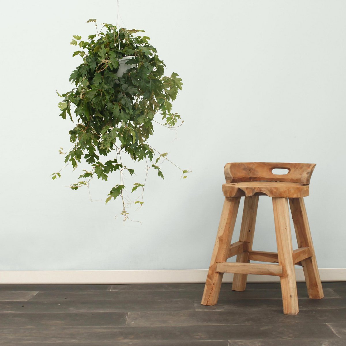 Kamerplant Cissus Ø17x70 cm