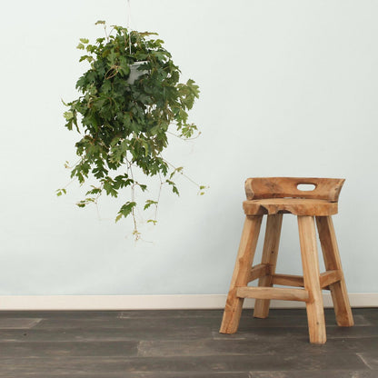 Kamerplant Cissus Ø17x70 cm