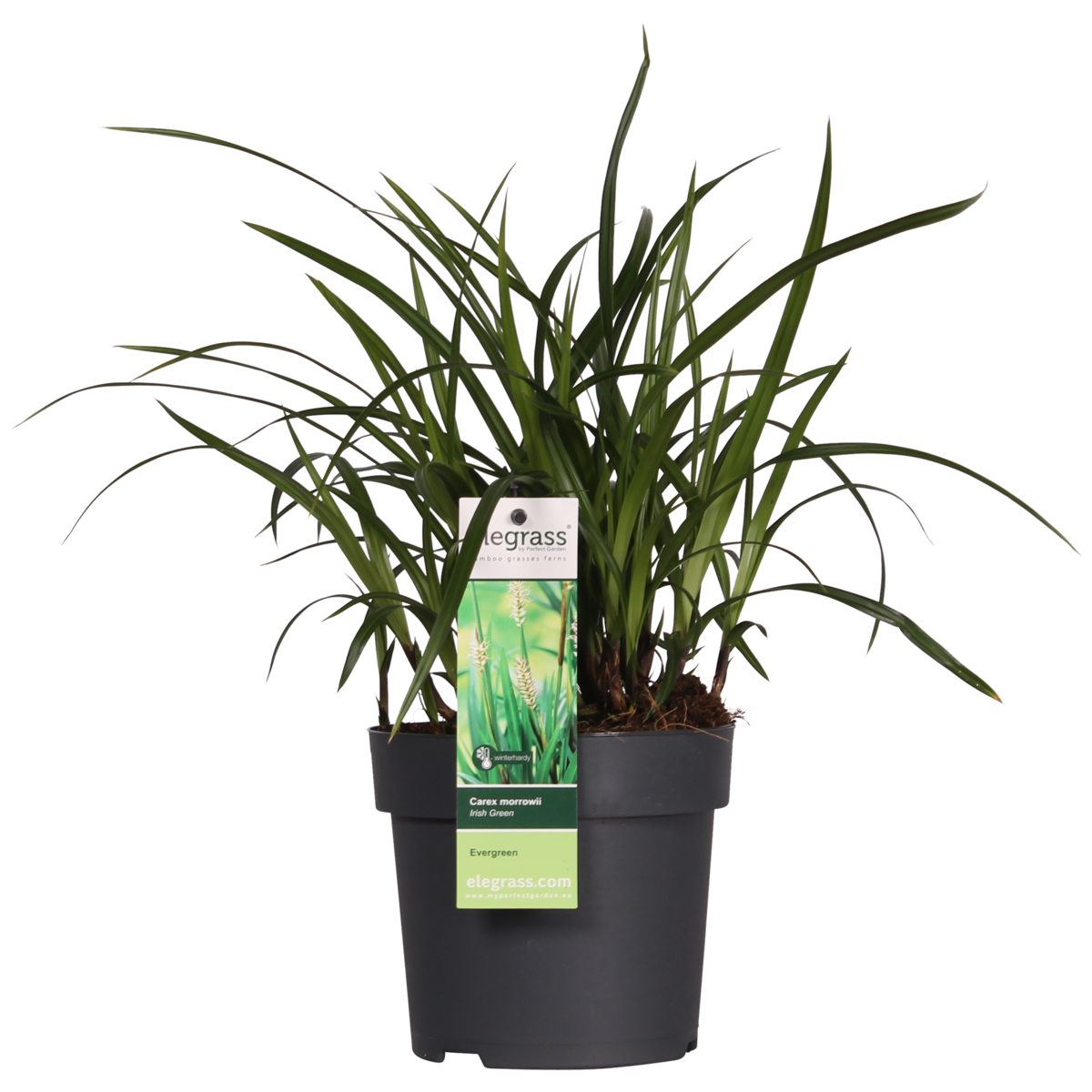 Siergras Carex Irish Green 3x Ø14 cm