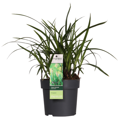 Siergras Carex Irish Green 3x Ø14 cm