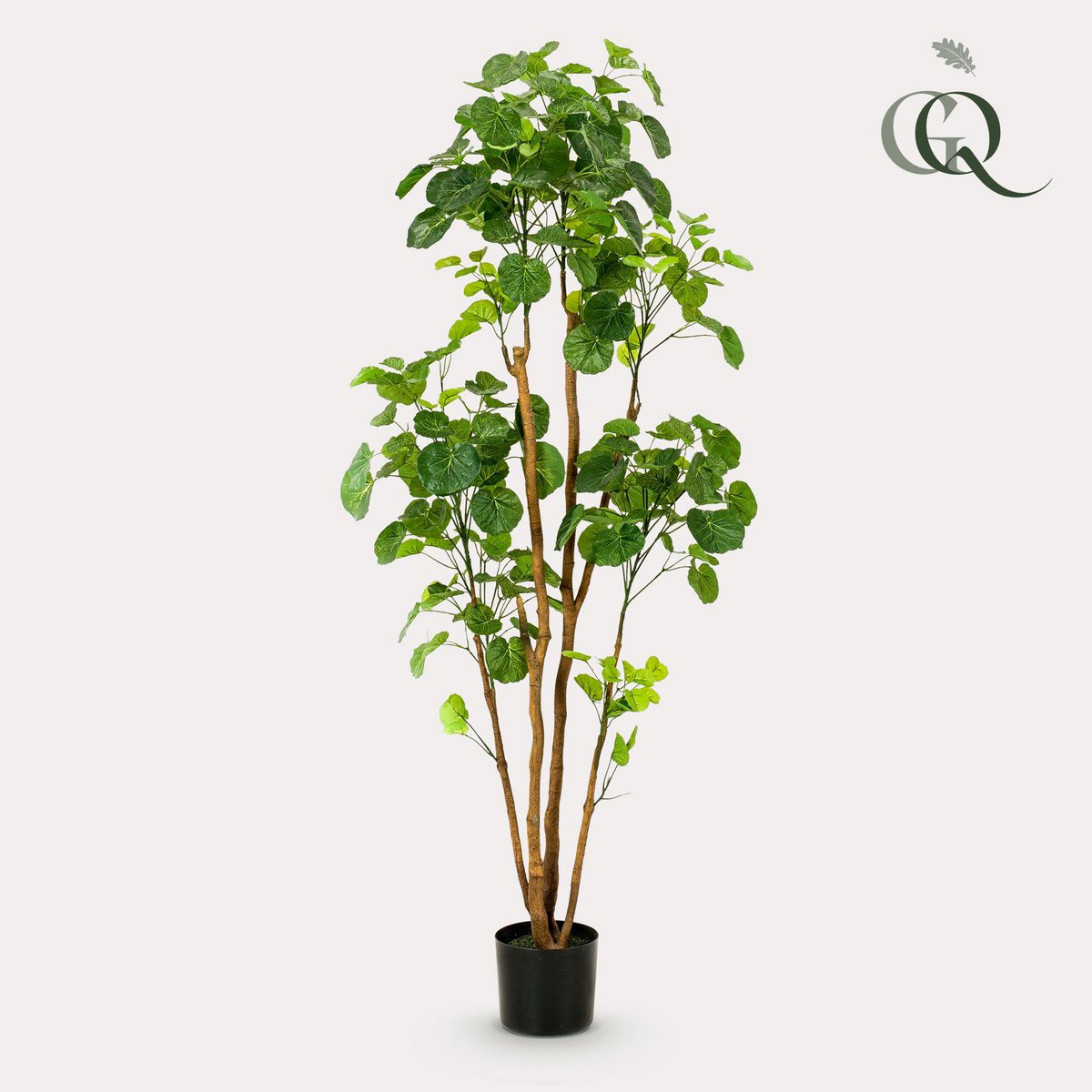 Kunstplant Polyscias Aralia 160 cm