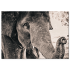Muurrechthoek olifant 70x100 cm Dibond zwart