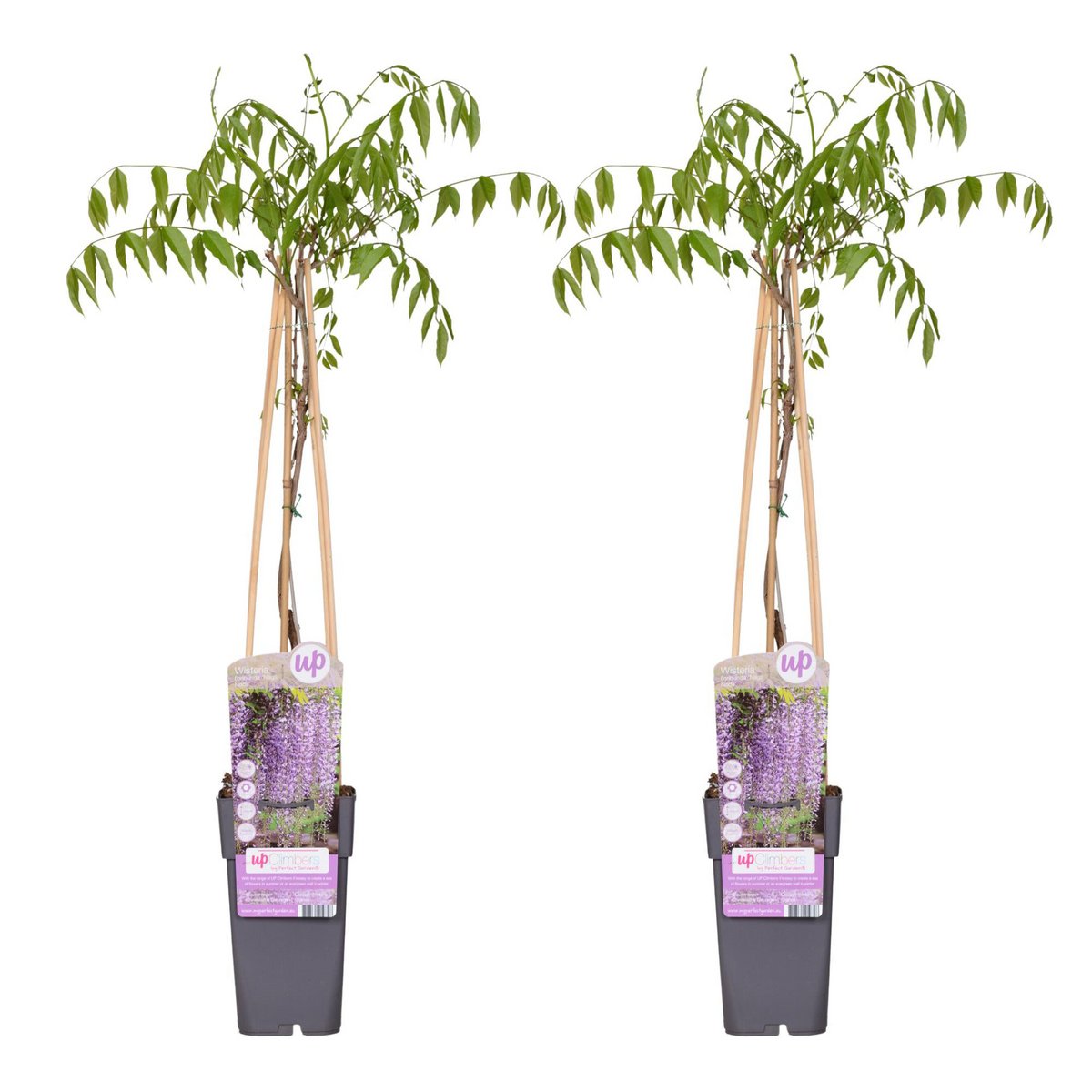 Wisteria Naga Noda klimplant 2 stuks 65cm Ø15cm