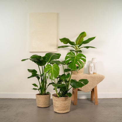 Kamerplantenmix Met Monstera Deliciosa En Alocasia Zebrina