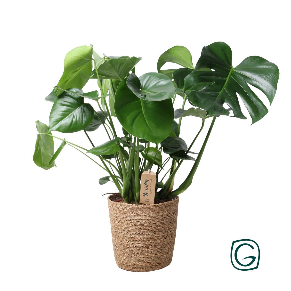 Monstera in natural basket - Ø21cm - ↕60 cm