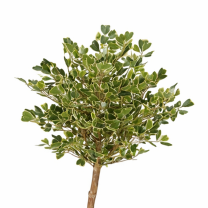 Kunstplant Ficus Triangularis 150 cm groen