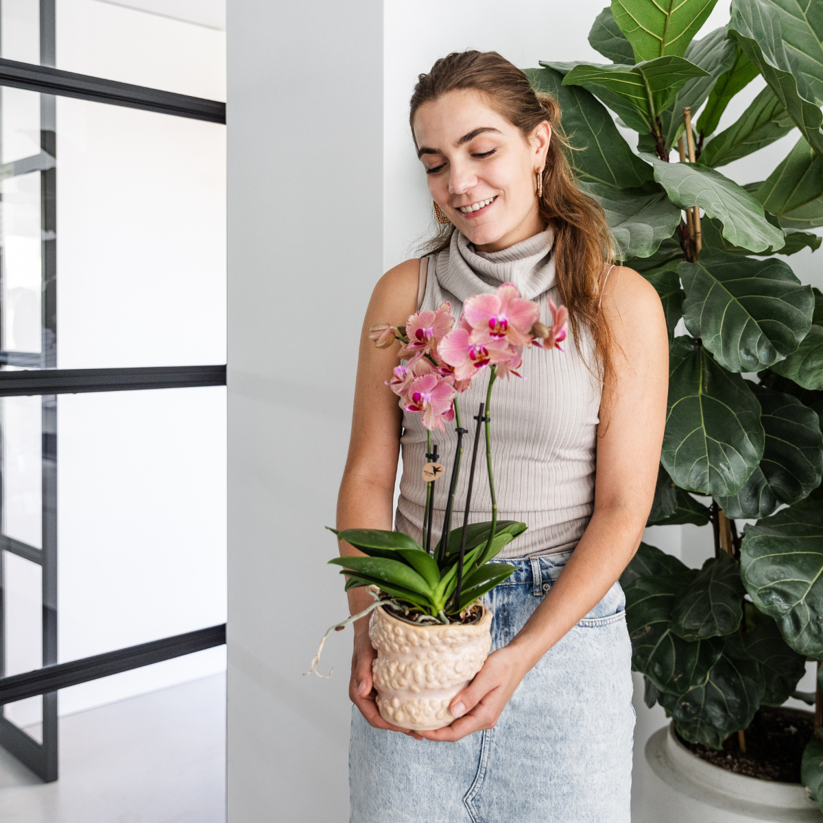 4 Phalaenopsis Pirate Picotee Orchideeën Bloeiende Kamerplanten Combi Deal