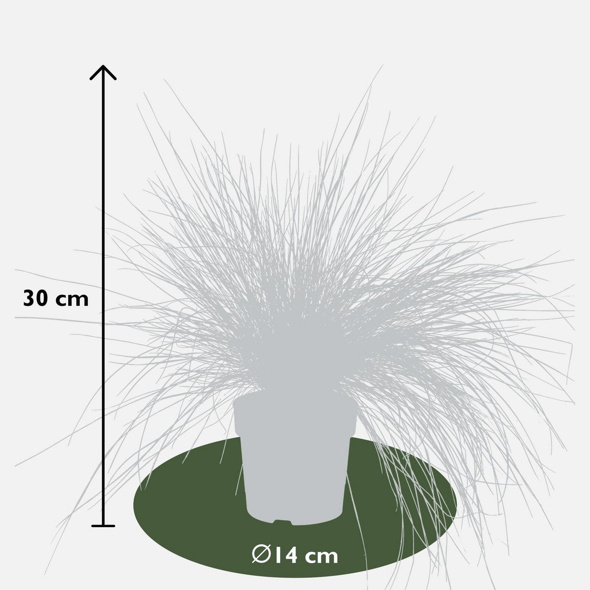 Festuca Glauca Azura Blue - Ø19cm - ↕40cm - Ø14 - ↨30cm