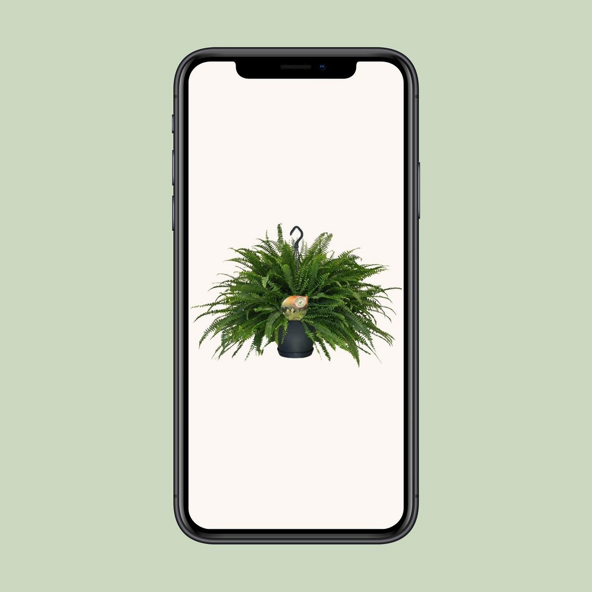 Varen Nephrolepis Green Lady Ø20cm 60cm