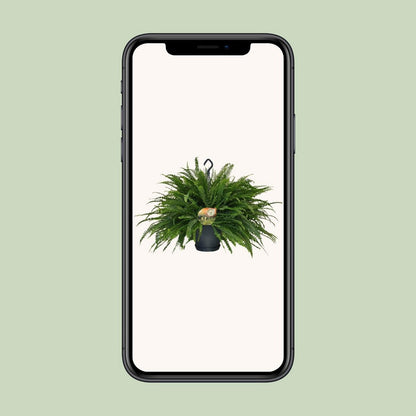 Varen Nephrolepis Green Lady Ø20cm 60cm