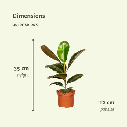 Kamerplanten verrassingsbox 6 stuks Ø12cm 10-25cm