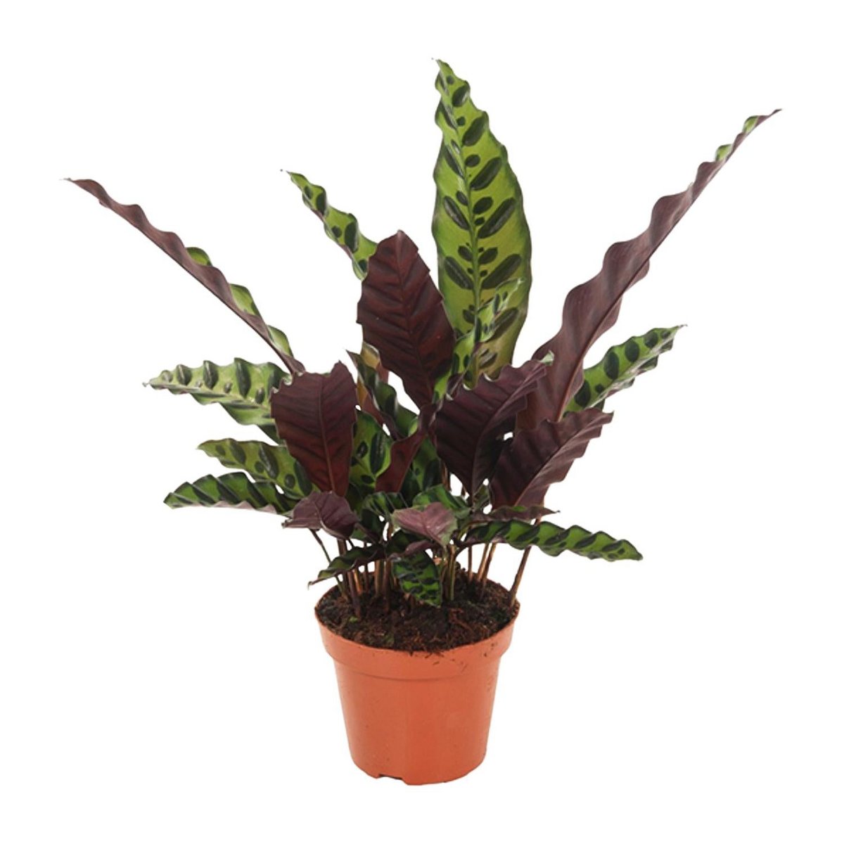 Calathea gemarkeerd - Ø12cm - ↕50 cm