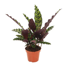 Kamerplant Calathea gemarkeerd Ø12cm 50cm