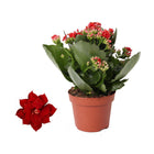 Kalanchoe Rosalina Don Justino Rood Ø12cm ↕27cm