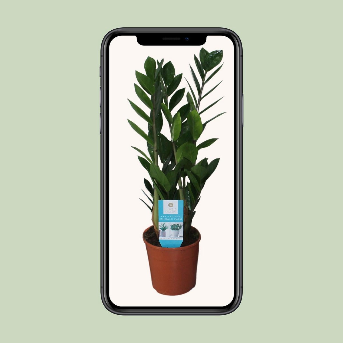 Zamioculcas kamerplant Ø14cm ↕55cm