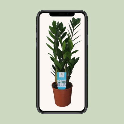 Zamioculcas kamerplant Ø14cm ↕55cm