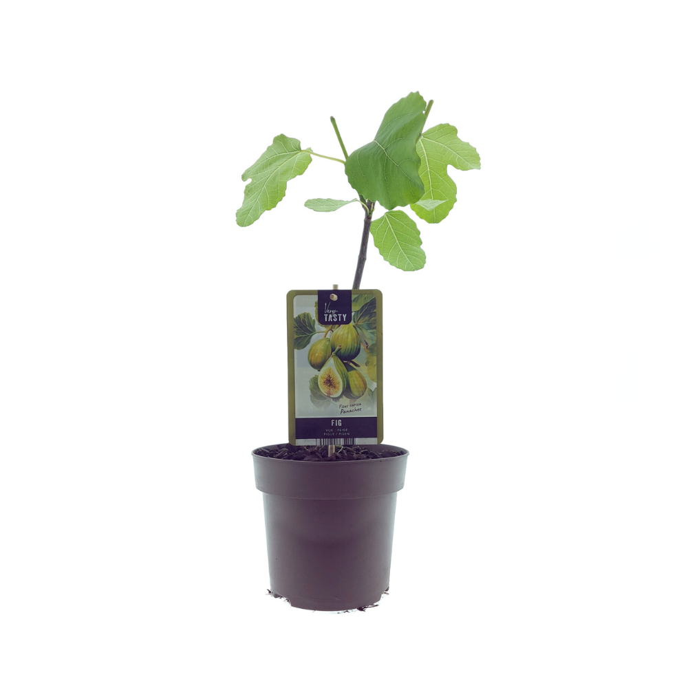 Kamerplant Ficus Panachee Ø15cm 40cm