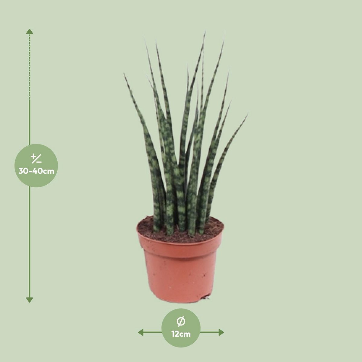 Sansevieria Fernwood Mikado kamerplant Ø12cm ↕40cm