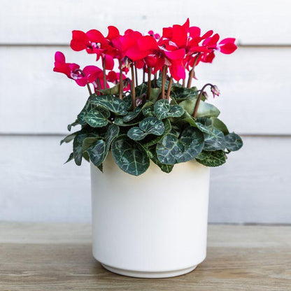 Bloempot rond keramiek wit 12 cm
