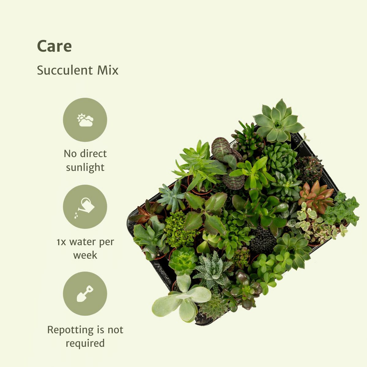 Succulenten mix 10 stuks potmaat 7 cm