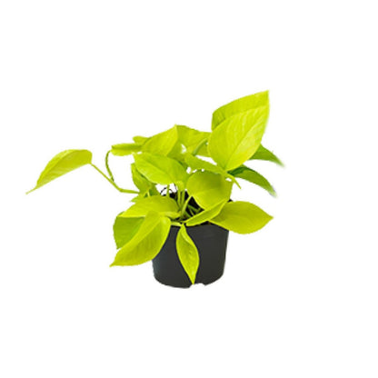 Kamerplant Epipremnum Golden Pothos Ø12 cm
