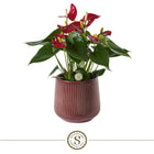 Anthurium Red Champion met pot London 16x40 cm rood