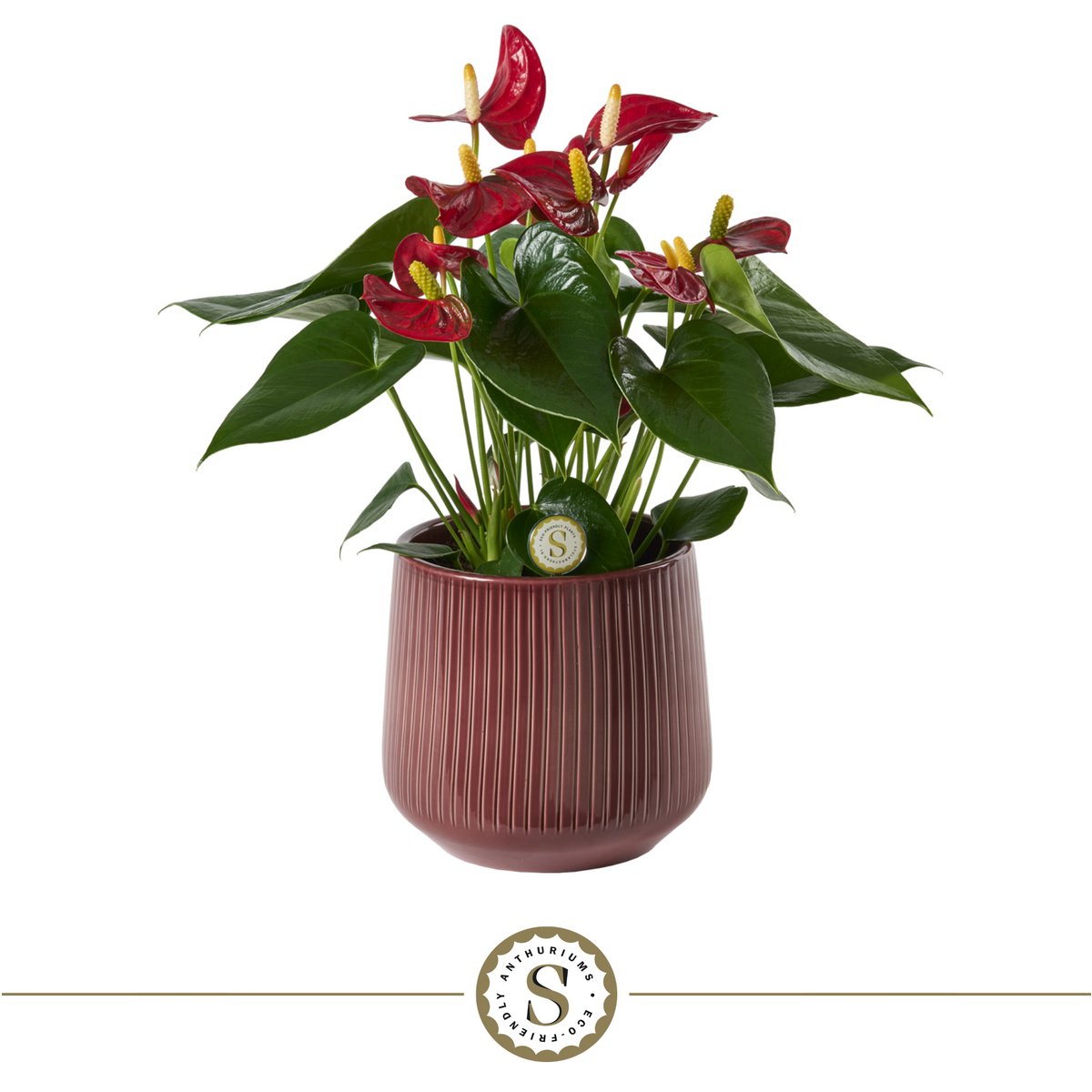 Anthurium Red Champion met pot London 16x40 cm rood