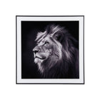 Lion Photo Art