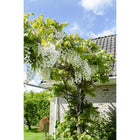 Wisteria floribunda Alba - Japanese Wisteria - Ø15cm - ↕65cm