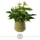 Anthurium White Champion plant met keramieken pot 16x40 cm