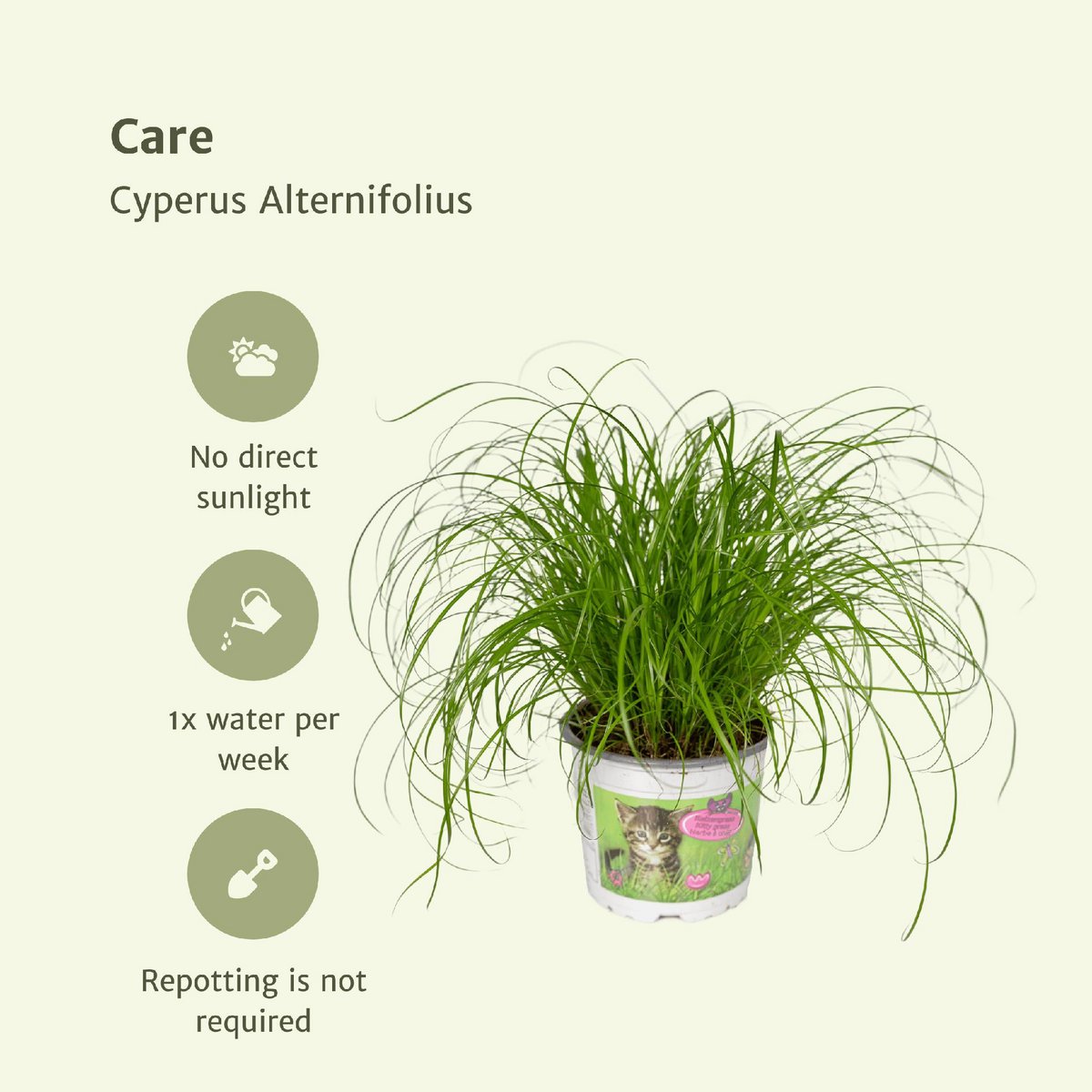 2x Cyperus Alternifolius - Kattengras - 20cm - ø12