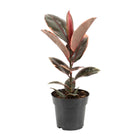 Kamerplant Ficus elastica Belize Ø17cm ↕55cm
