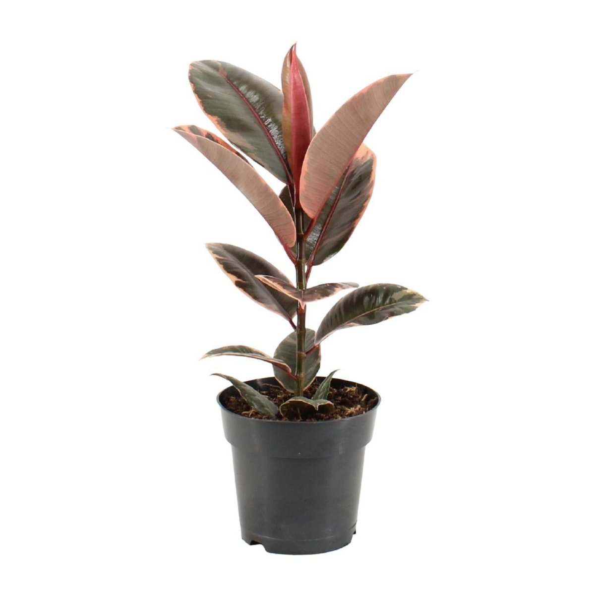 Kamerplant Ficus elastica Belize Ø17cm ↕55cm