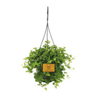 Kamerplant Peperomia rotundifolia Ø15cm ↕25cm