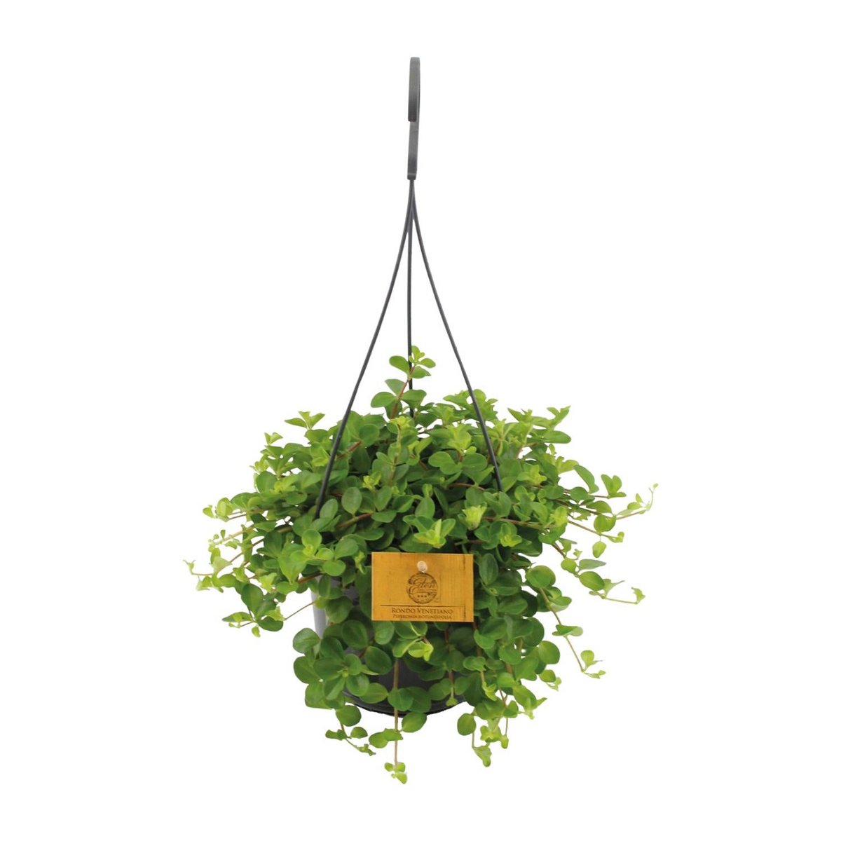 Kamerplant Peperomia rotundifolia Ø15cm ↕25cm