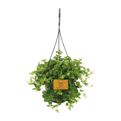 Kamerplant Peperomia rotundifolia Ø15cm ↕25cm