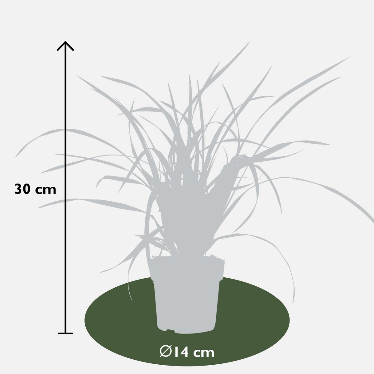Siergras Carex Irish Green Ø19cm