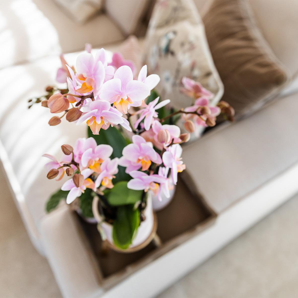 Roze Phalaenopsis Orchidee in witte Pastel pot (Ø9cm)