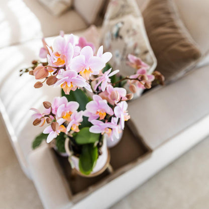 Roze Phalaenopsis Orchidee in witte Pastel pot (Ø9cm)