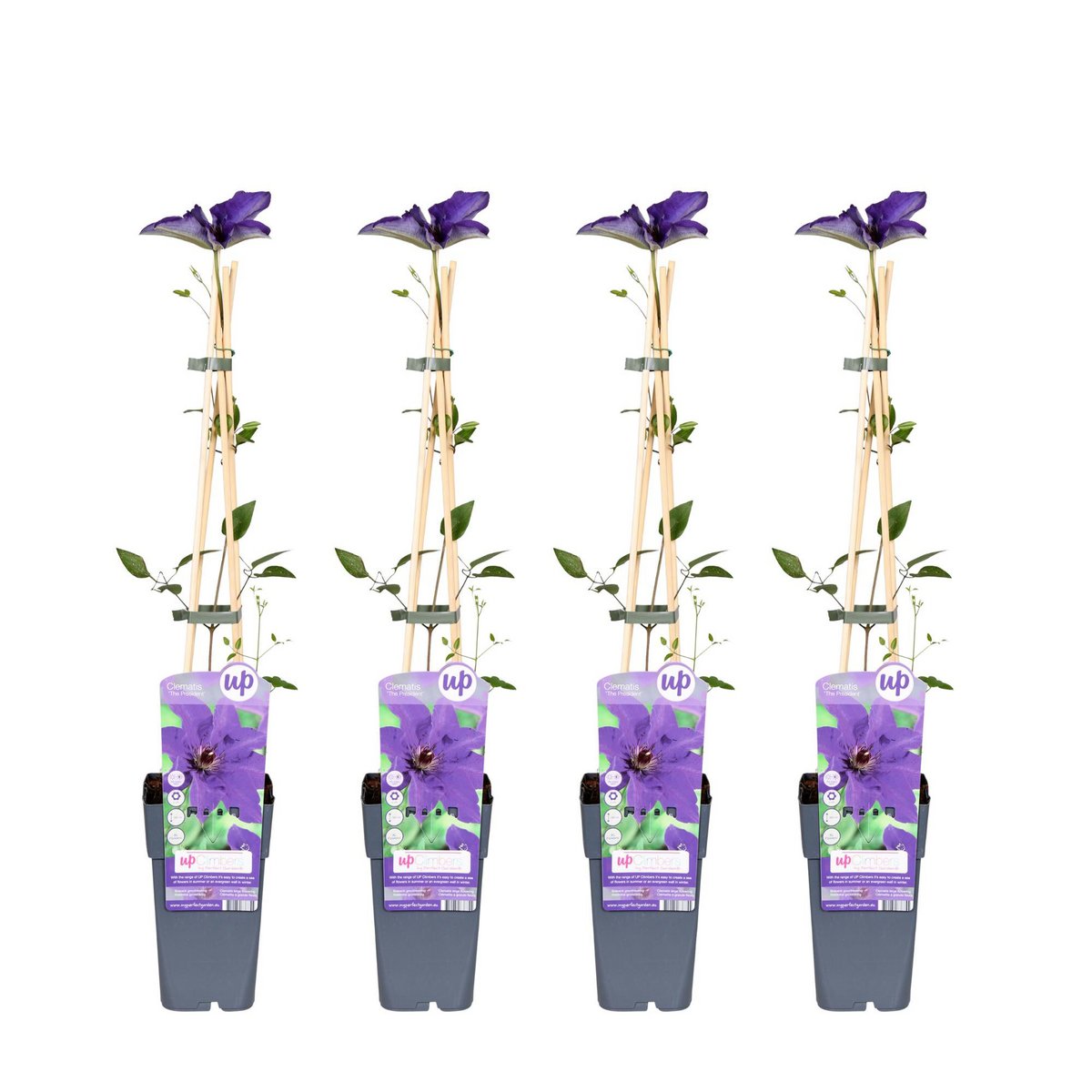 4x - Clematis de president - ↨65cm - Ø15