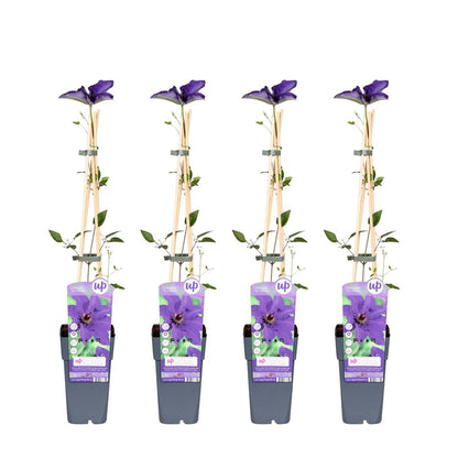 4x - Clematis de president - ↨65cm - Ø15