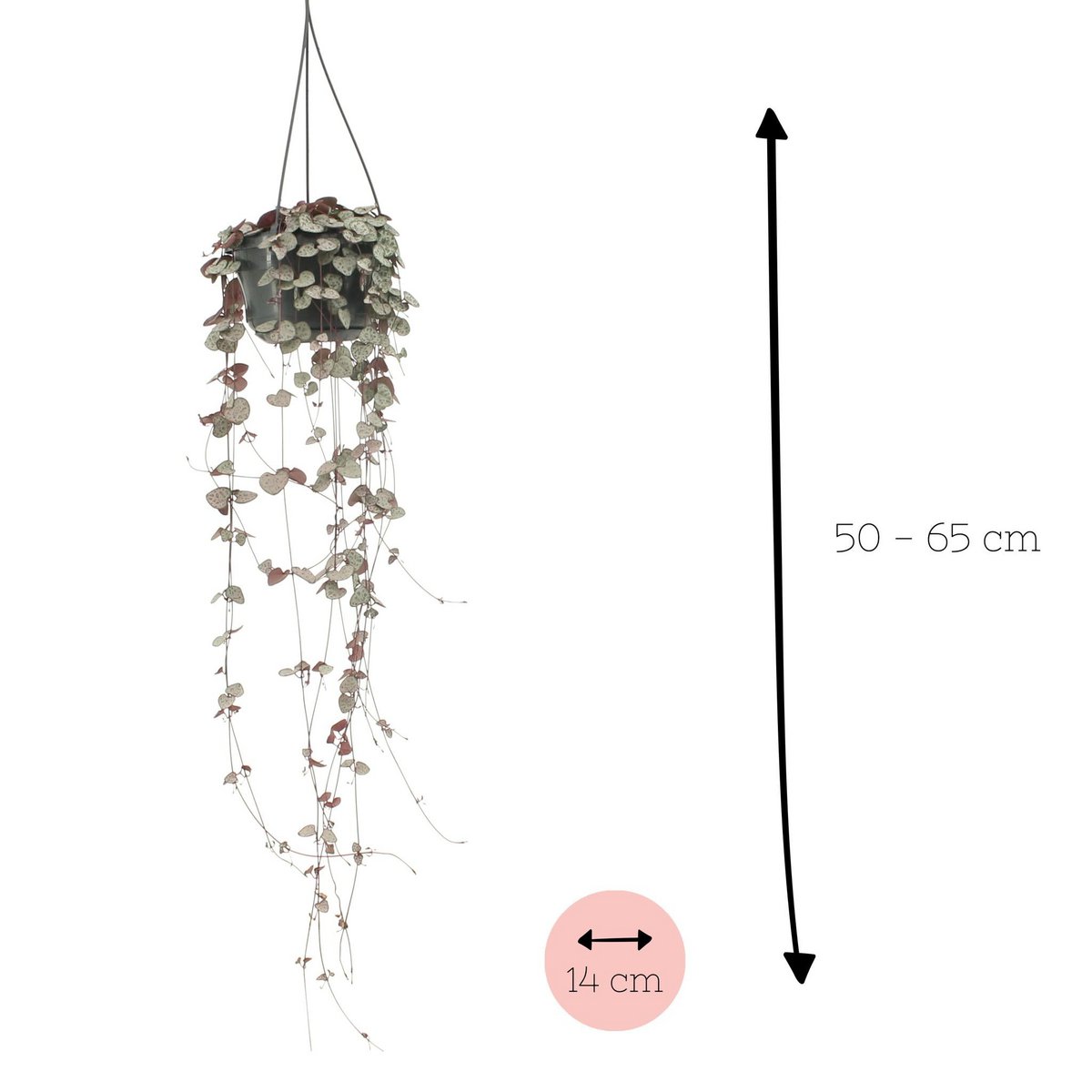Ceropegia Woodii plant Ø14cm 50cm
