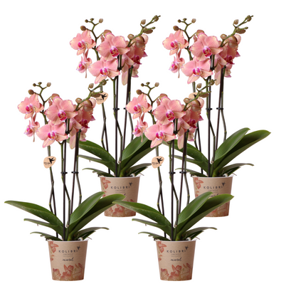 Set van 4 Phalaenopsis Orchideeën 'Pirate Picotee'