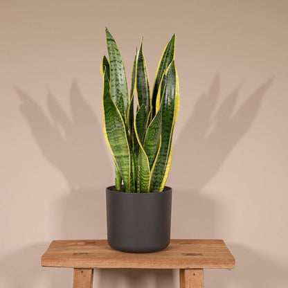 Sansevieria Laurentii Vrouwentong Ø14cm 40cm