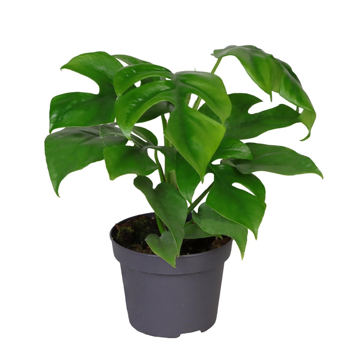 Philodendron minima - Ø12cm - ↕25cm