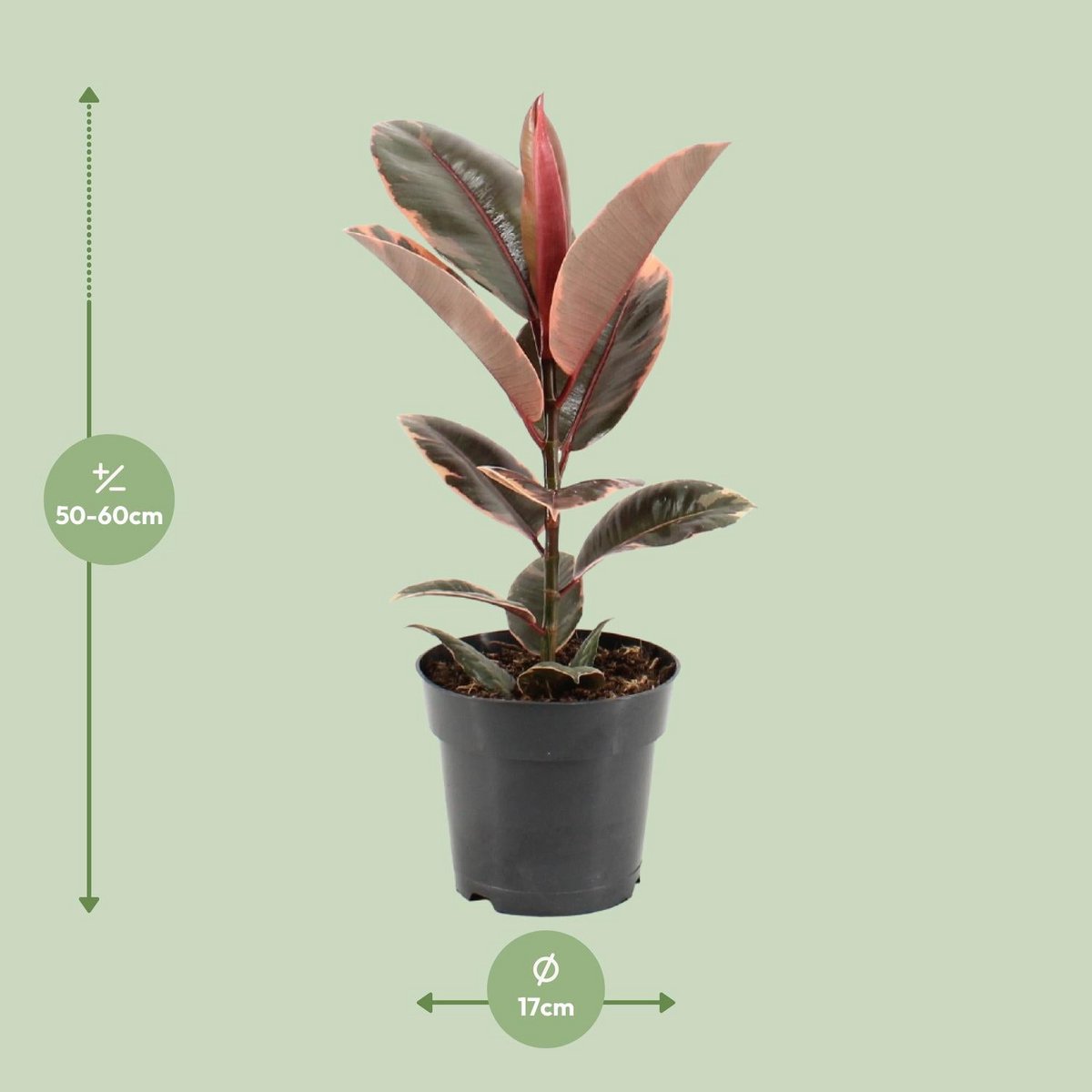 Kamerplant Ficus elastica Belize Ø17cm ↕55cm