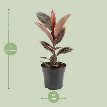 Kamerplant Ficus elastica Belize Ø17cm ↕55cm
