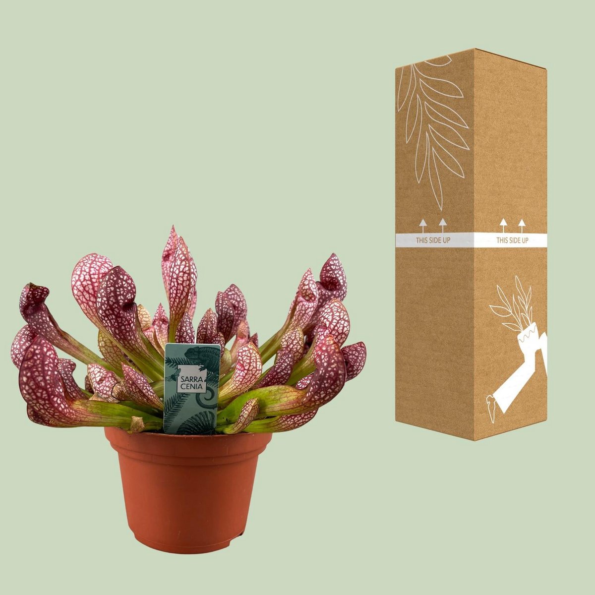 Sarracenia Scarlet Belle kannenplant Ø12cm 40cm