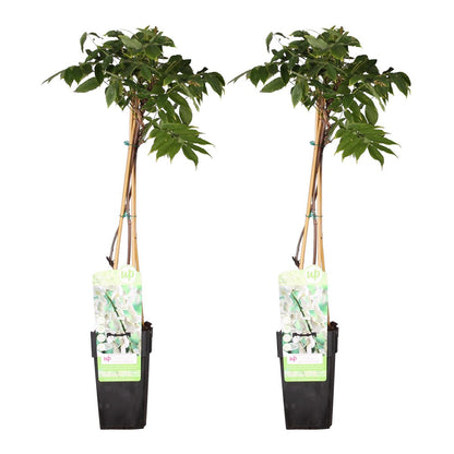 2x Wisteria Floribunda 'Longest White' 65cm Ø15cm