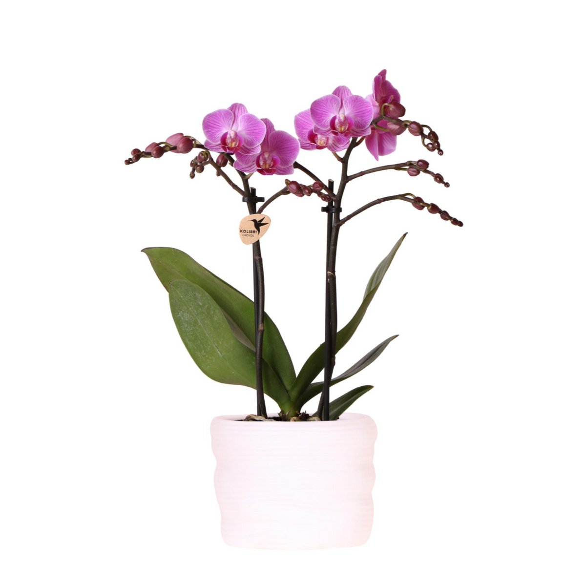Donkerroze Orchidee Vienna in Como Pot met Waterreservoir (9 cm pot)